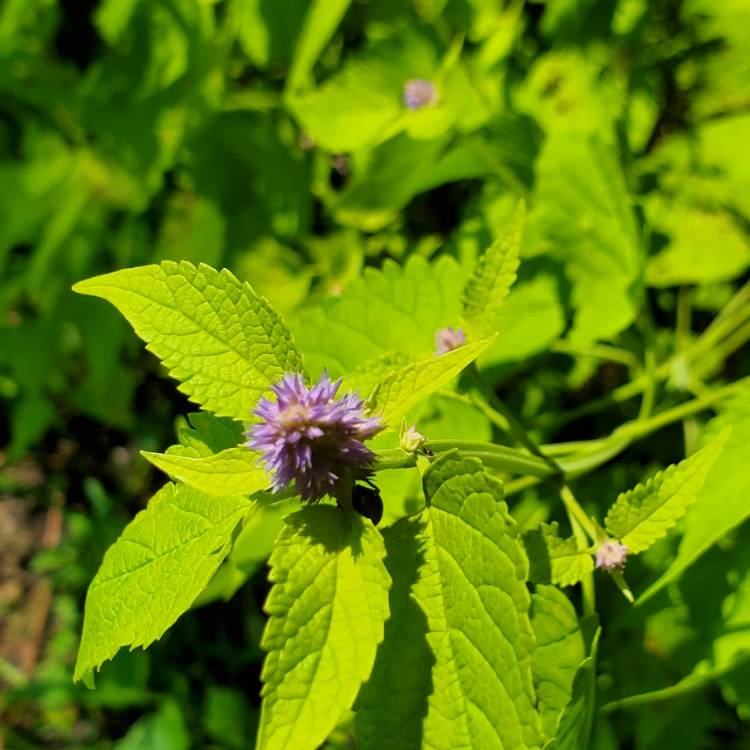 Plant image Agastache foeniculum 'Golden Jubilee'