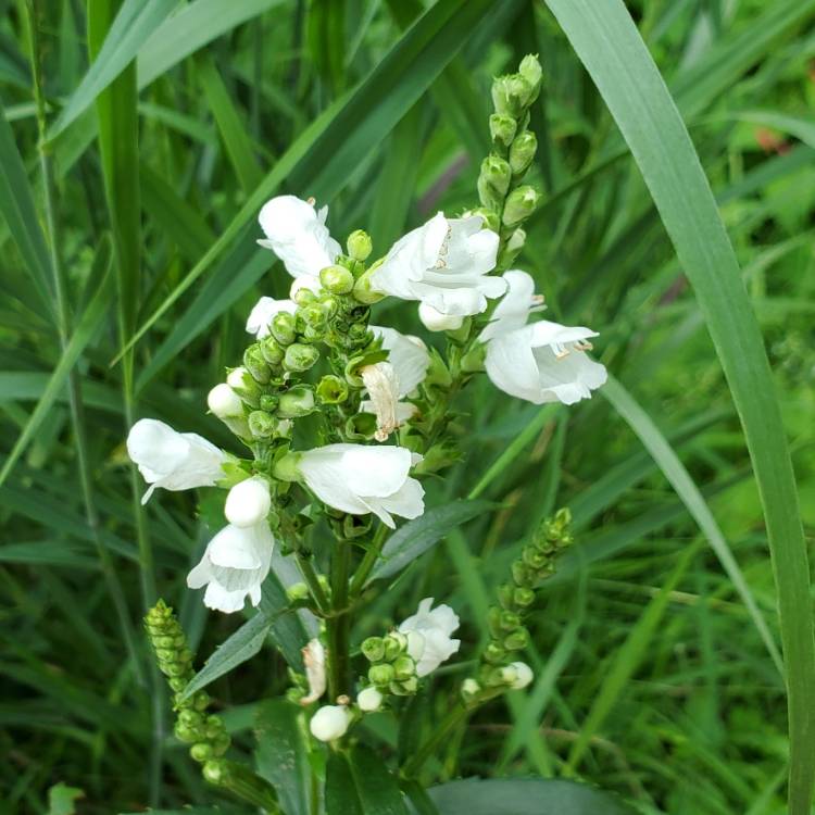 Plant image Physostegia virginiana 'Crystal Peak White'