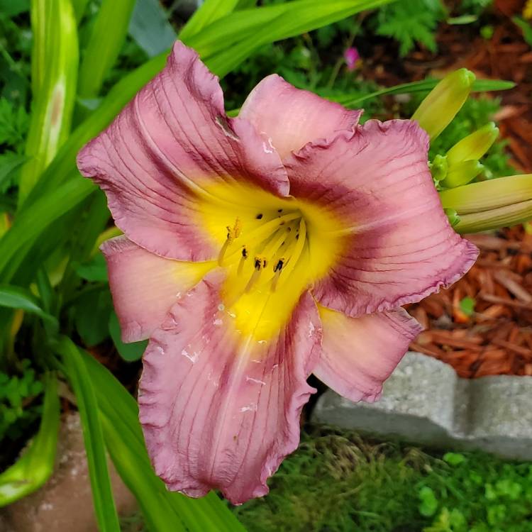 Plant image Hemerocallis 'Mildred Mitchell'