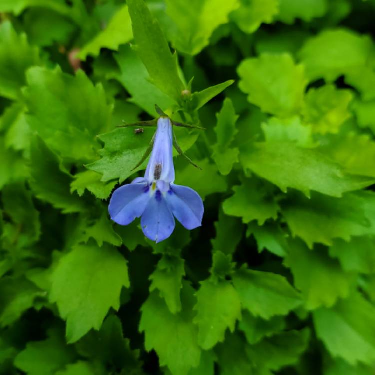 Plant image Lobelia Erinus 'Cambridge Blue'