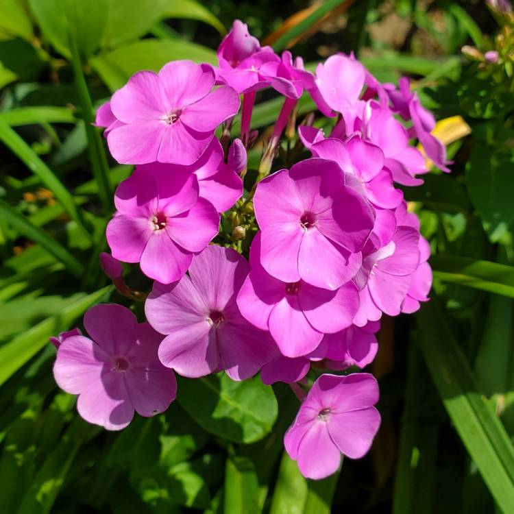 Phlox paniculata 'Blue Boy', Phlox 'Blue Boy' - uploaded by @emch