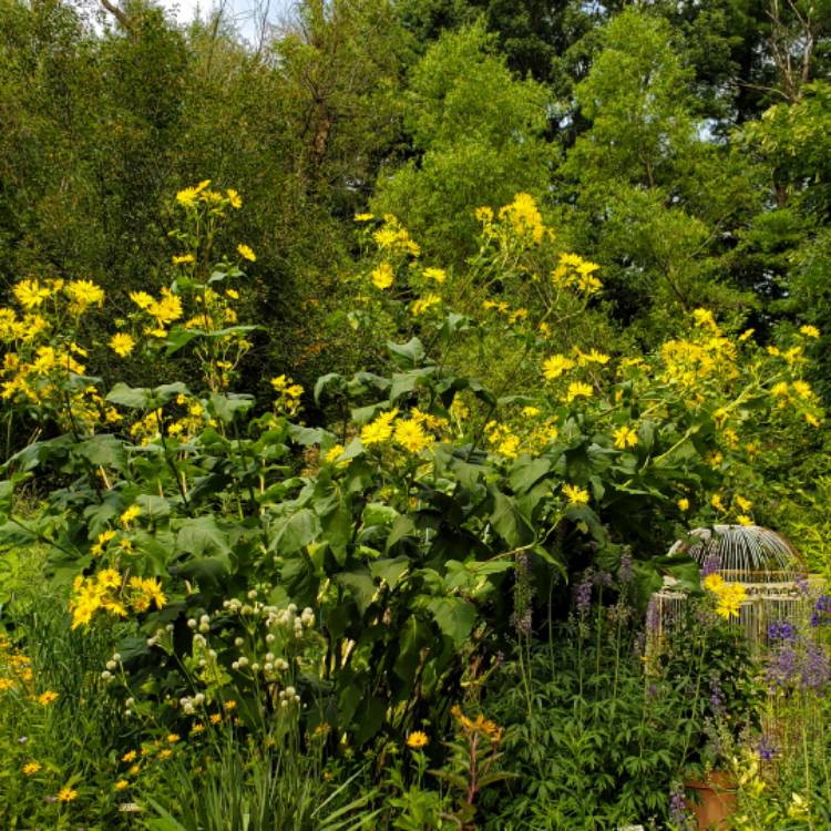 Plant image Silphium Perfoliatum