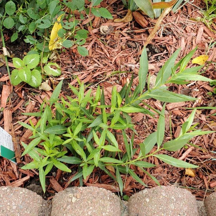 Plant image Amsonia 'Blue Ice'