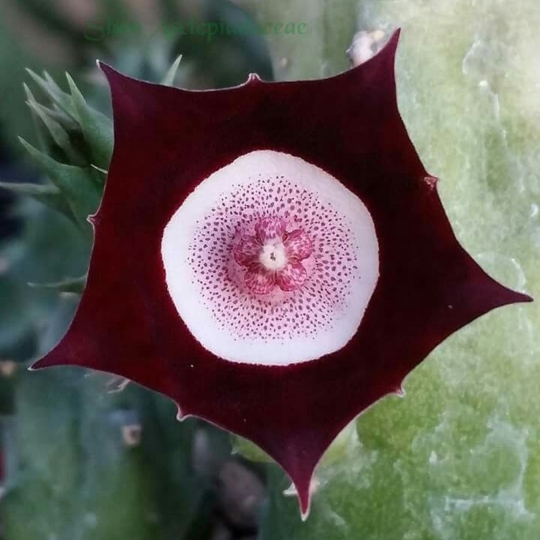 Plant image Huernia oculata syn. Huernia rogersii