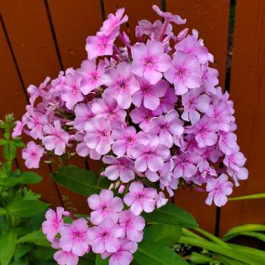 Phlox paniculata