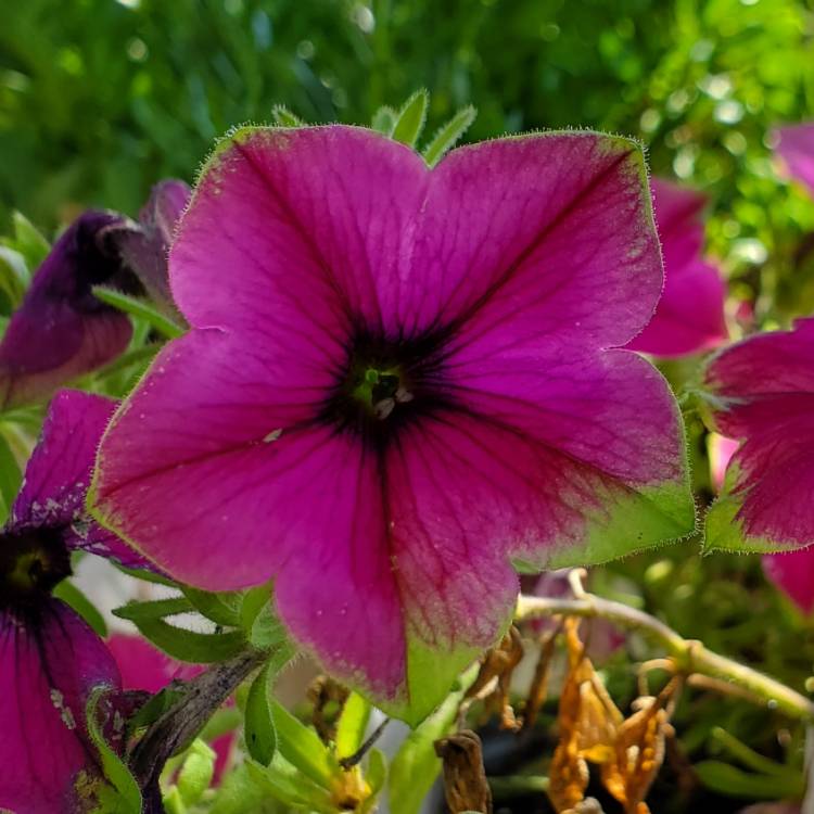 Plant image Petunia 'Dcaspitaya' (Supertunia Series) syn. Petunia 'Supertunia Picasso In Purple'