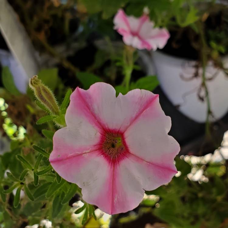 Plant image Petunia