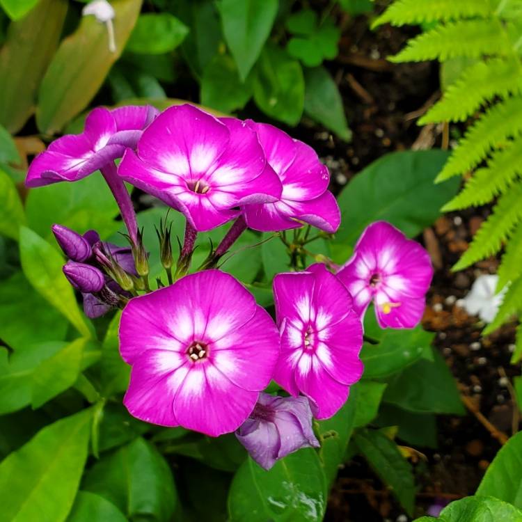 Plant image Phlox paniculata 'Laura'