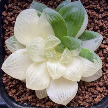 Haworthia Cooperi Variegata