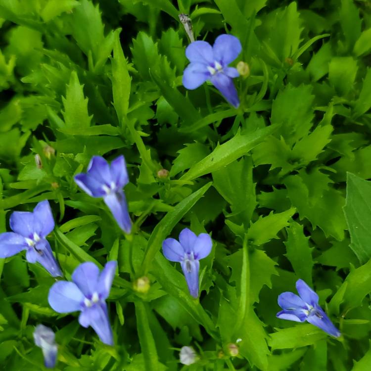 Plant image Lobelia Erinus 'Cambridge Blue'