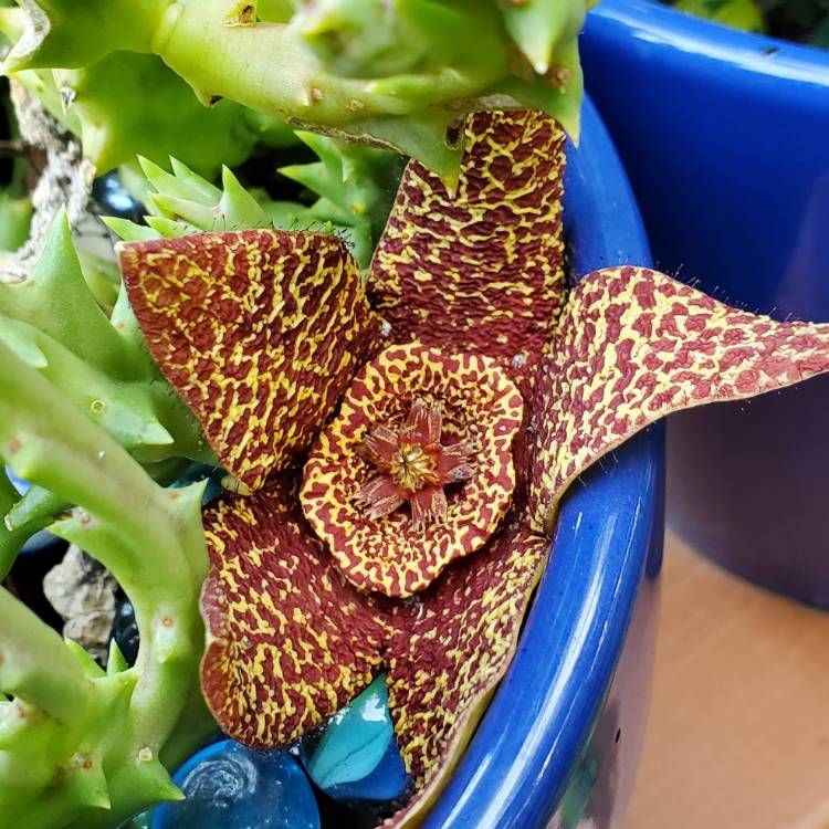 Plant image stapelia lepida