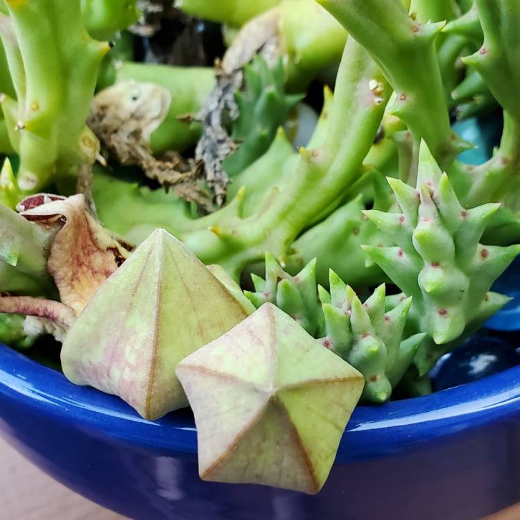 Plant image stapelia lepida