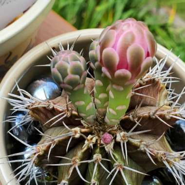 Gymnocalycium mihanovichii