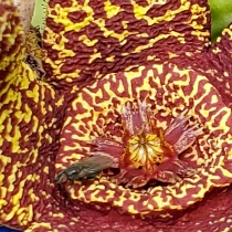 plant image 1524794