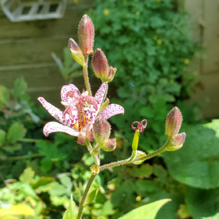 Plant image Tricyrtis formosana