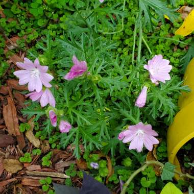 Malva moschata