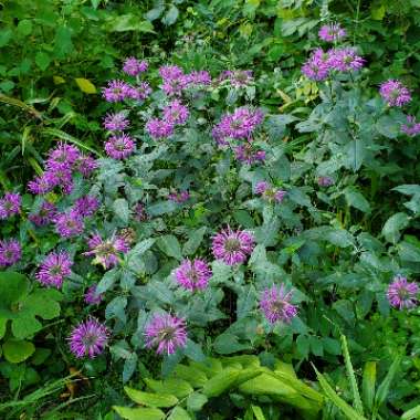 Monarda didyma Sugar Buzz Lilac Lollipop