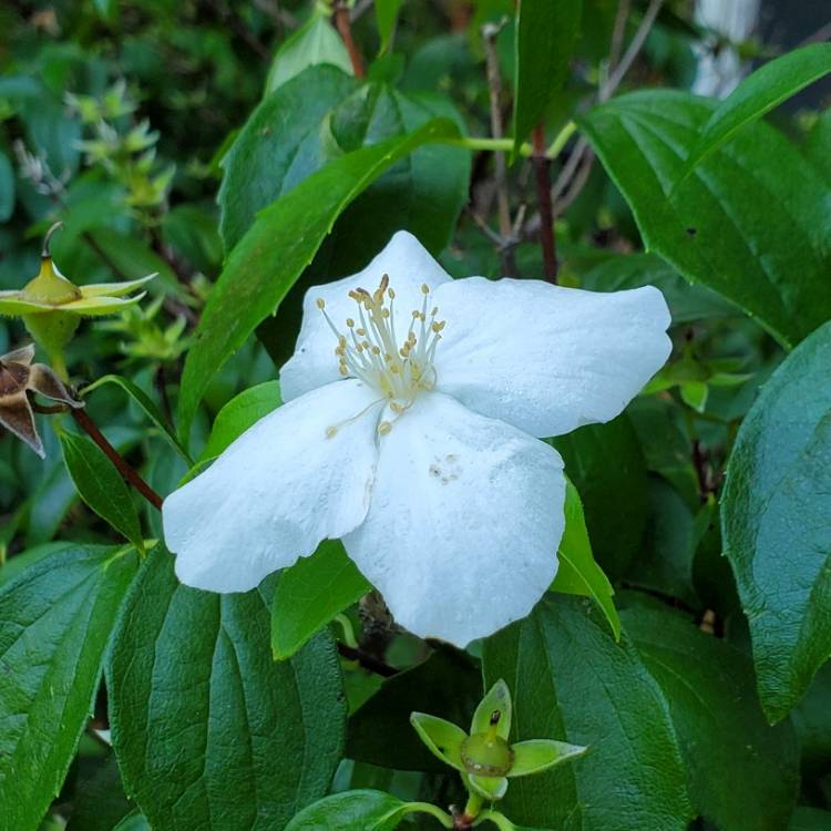 Plant image Philadelphus 'Natchez'