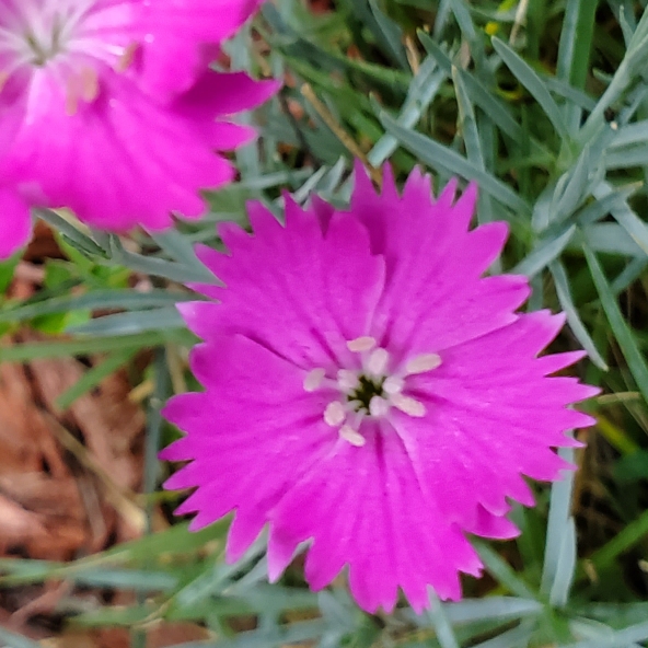 Plant image Dianthus gratianopolitanus 'Cheddar Pink'