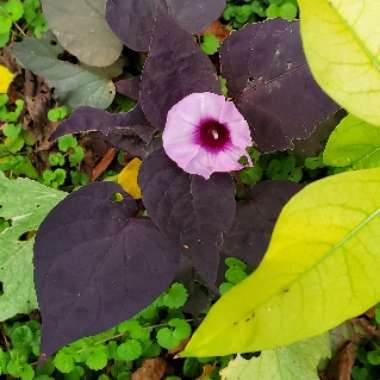 Ipomoea