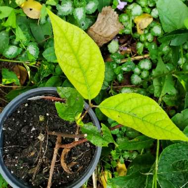 Calycanthus floridus