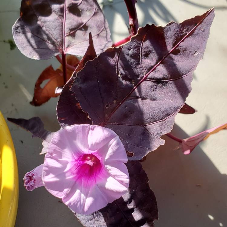 Plant image Ipomoea Black Heart