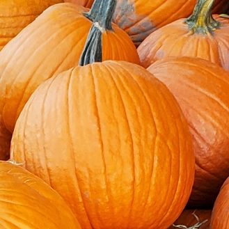 Cucurbita Maxima 'Jack O'Lantern'