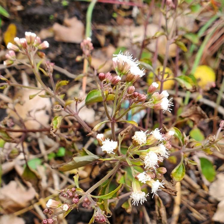 Plant image Ageratina altissima 'Chocolate' syn. Eupatorium rugosum 'Chocolate'