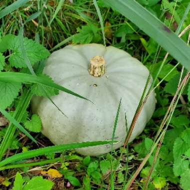 Cucurbita maxima 'One Too Many'