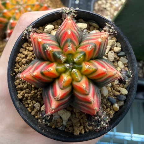 Plant image Gymnocalycium mihanovichii