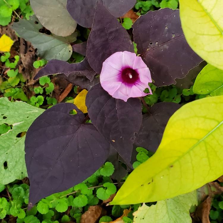 Plant image Ipomoea