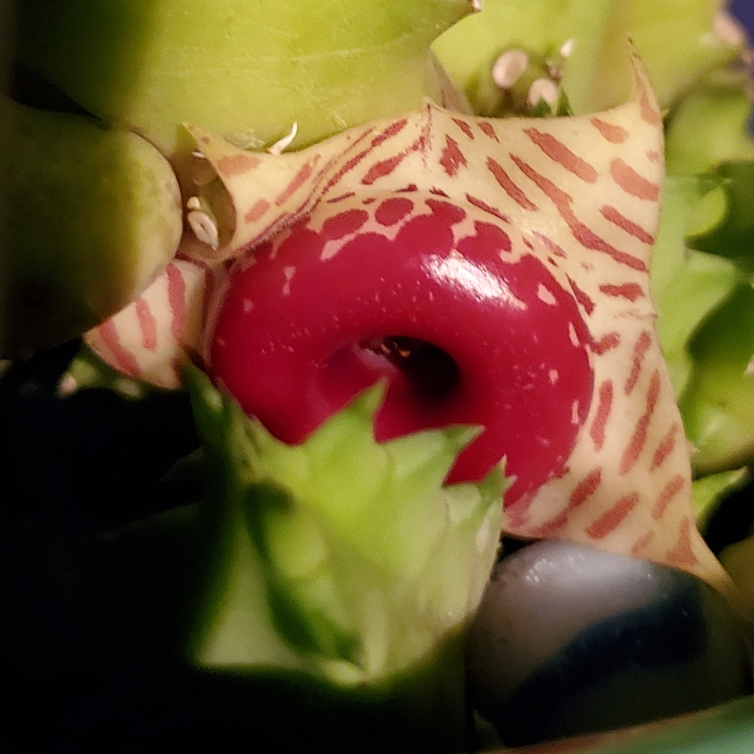 Plant image Huernia Zebrina