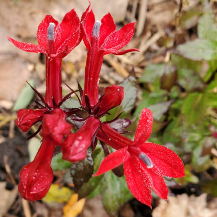 Lobelia Cardinalis syn.Lobelia fulgens ; Lobelia splendens, Cardinal ...