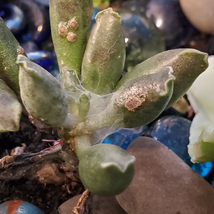 Plant image Adromischus Festivus