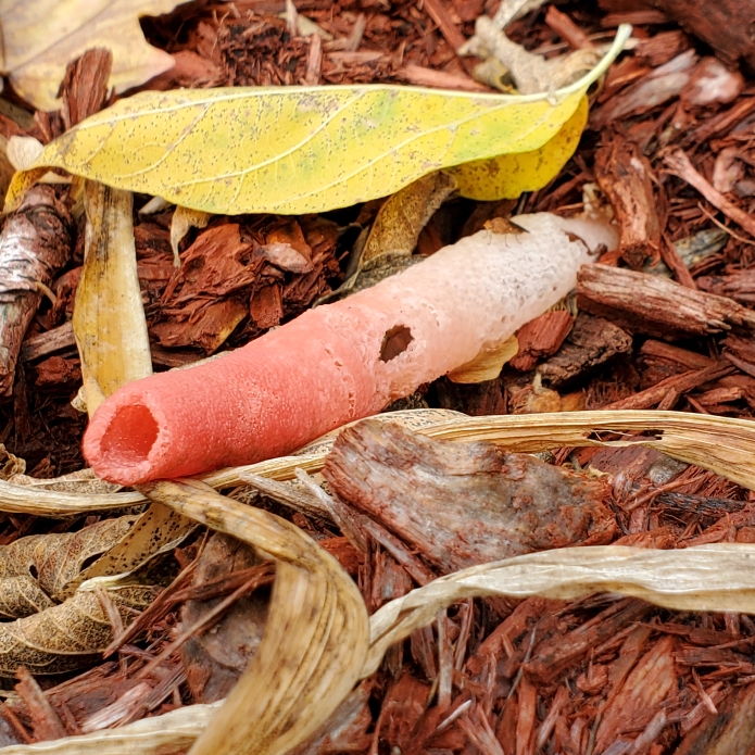 Plant image Phallus impudicus