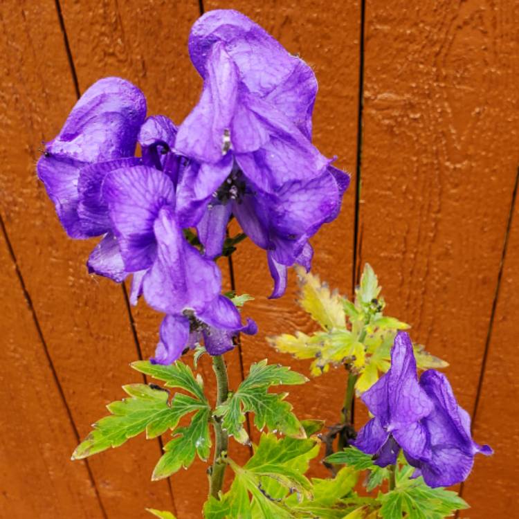 Plant image Aconitum