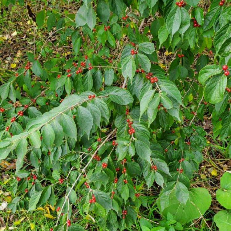 Plant image Lonicera maackii