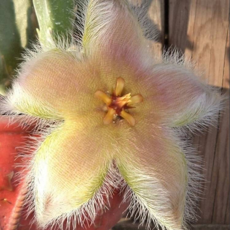 Plant image Stapelia desmetiana syn. S. grandiflora Curtis