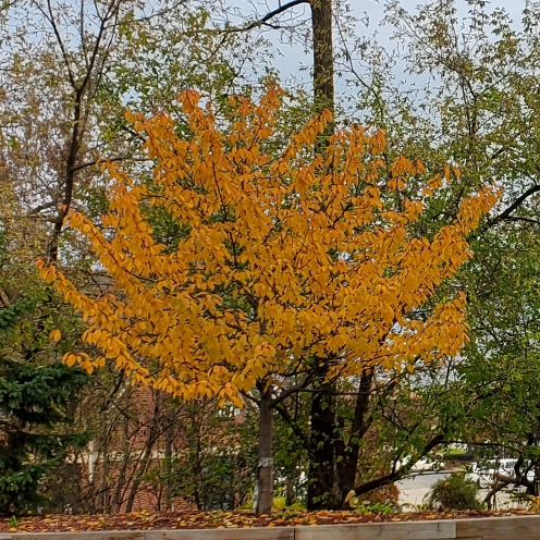 Plant image Prunus triloba