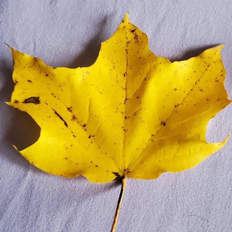 Plant image Acer saccharinum  syn. Acer dasycarpum ; Acer eriocarpum