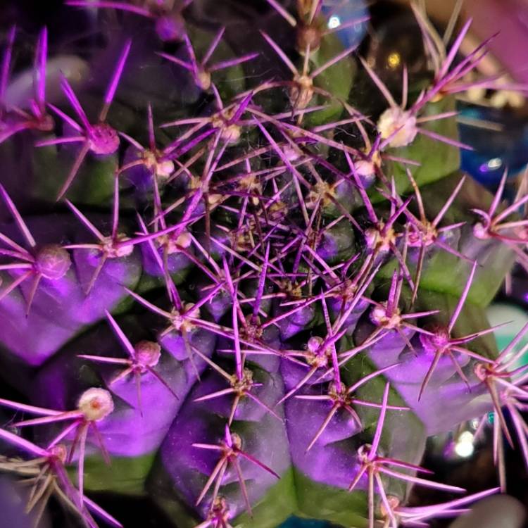 Plant image Gymnocalycium anisitsii