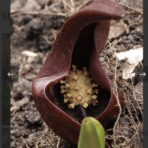 Plant image Symplocarpus foetidus 