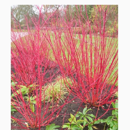 Plant image Cornus sericea