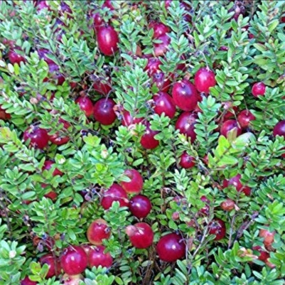 Plant image Vaccinium Macrocarpon