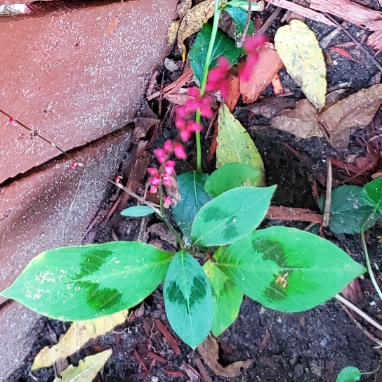 Plant image Persicaria virginiana 'Lance Corporal'