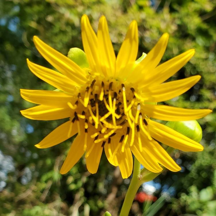 Plant image Silphium terebinthinaceum