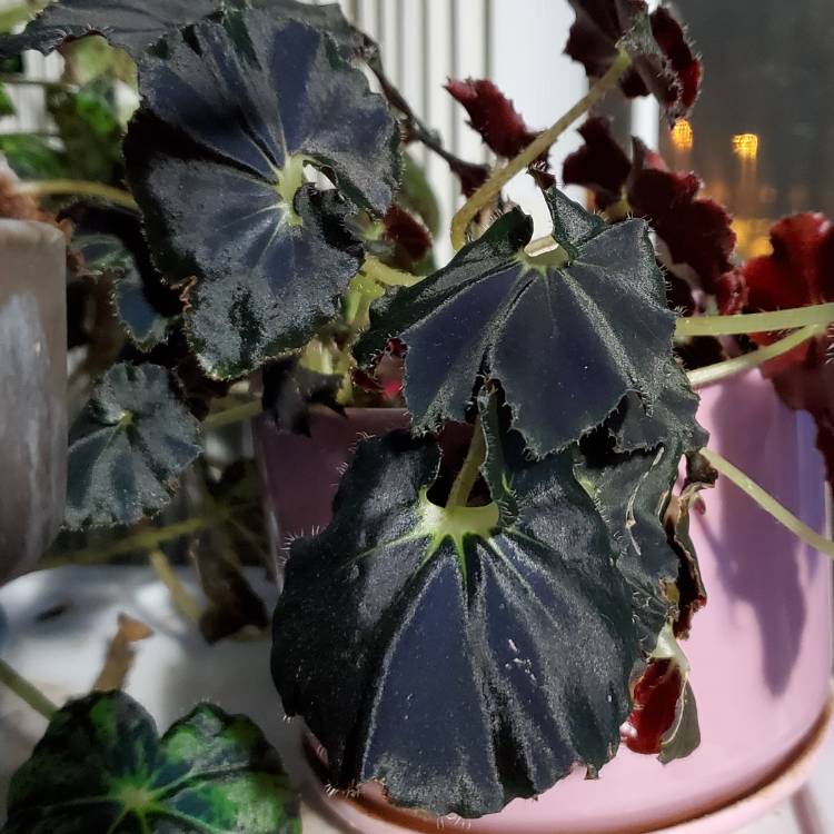 Plant image Begonia 'Black Mamba'