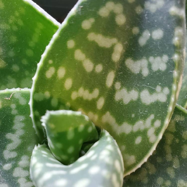 Plant image x Gasteraloe 'Tiki'