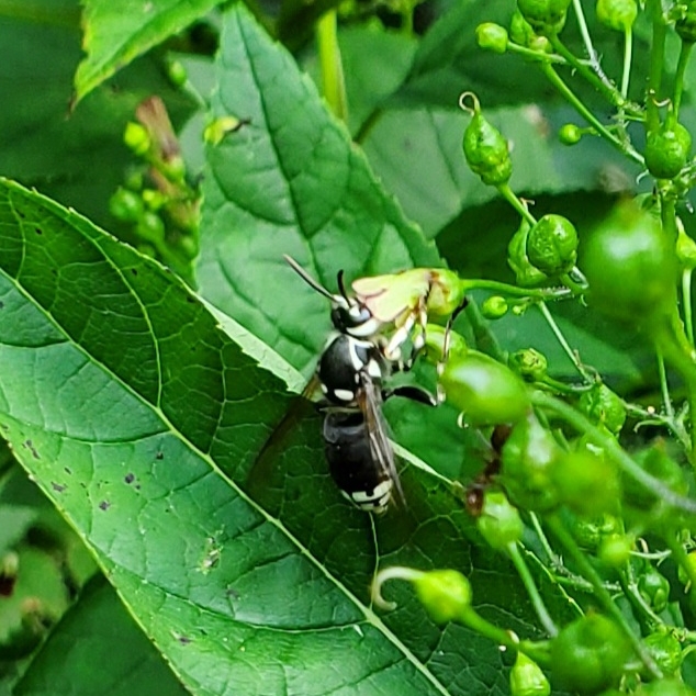 Plant image Scrophularia Marilandica