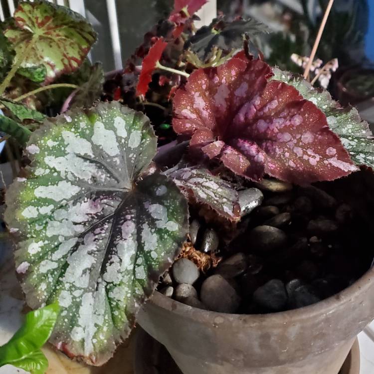 Plant image Begonia 'Jean'